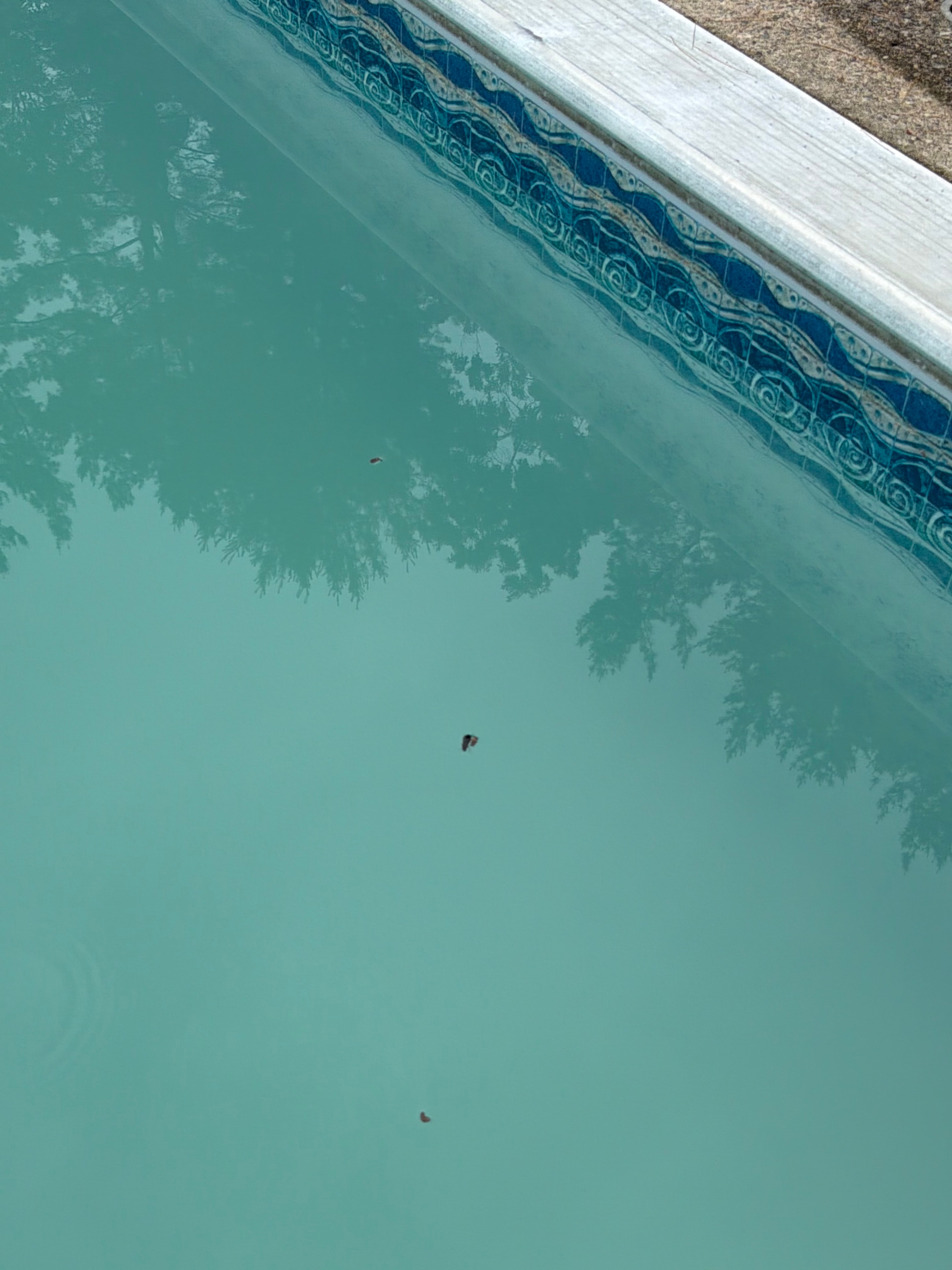 Cloudy pool water with steps barely visible before treatment